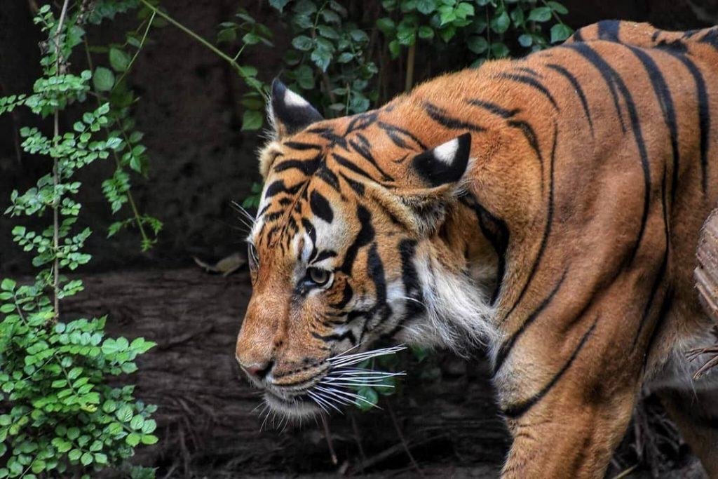 Bengal Tiger found at the Tiger's Trek