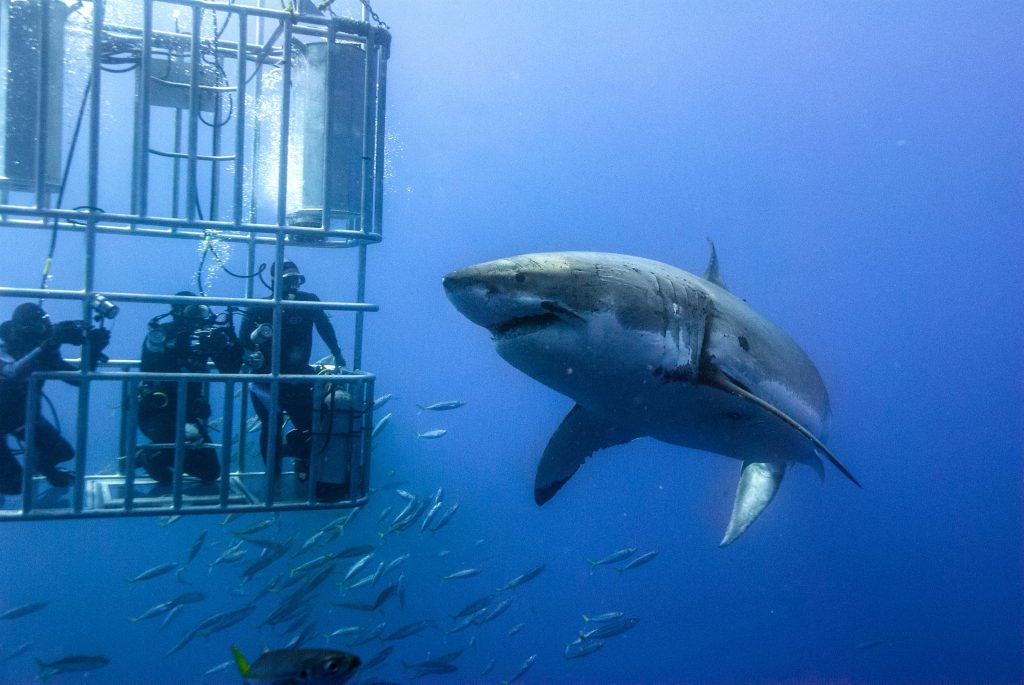 shark-cage-diving