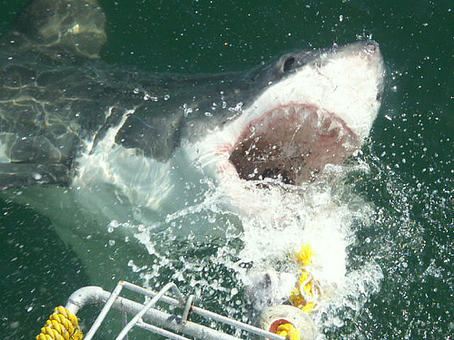 great white shark cage diving mossel bay