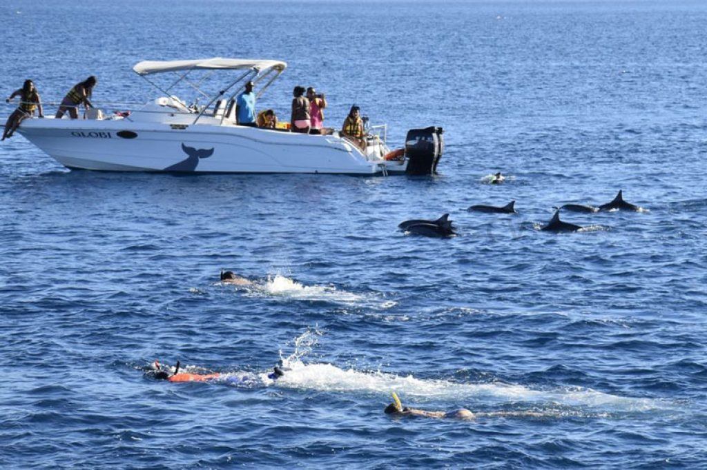 swim with dolphins in mauritius