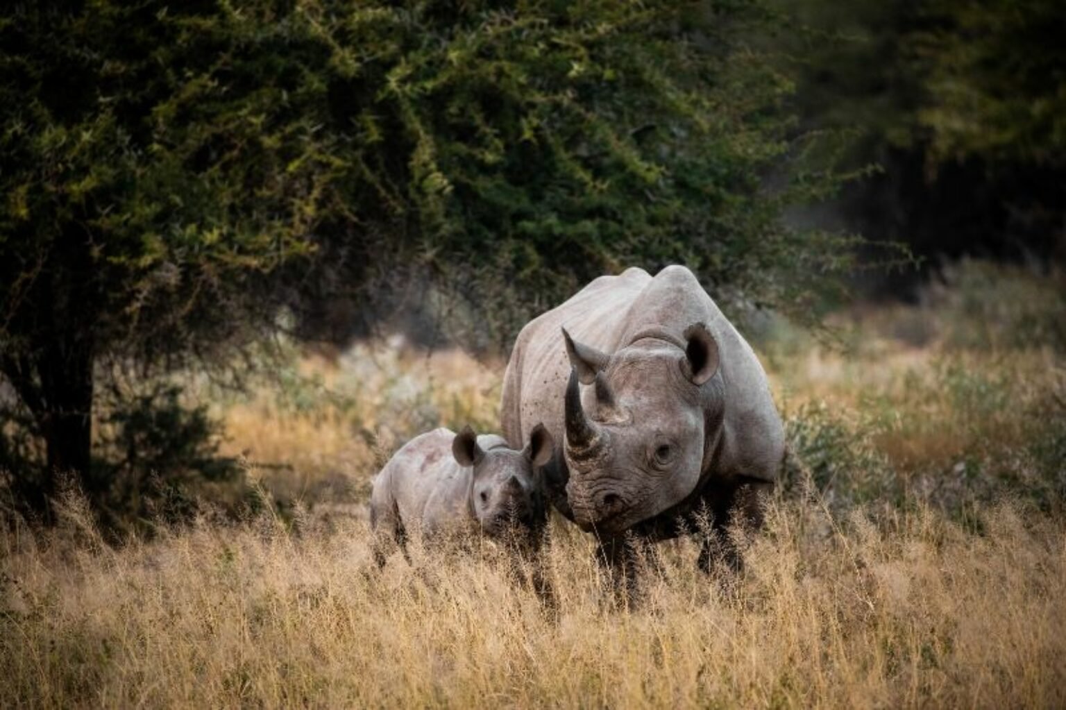 kruger national park tours from johannesburg