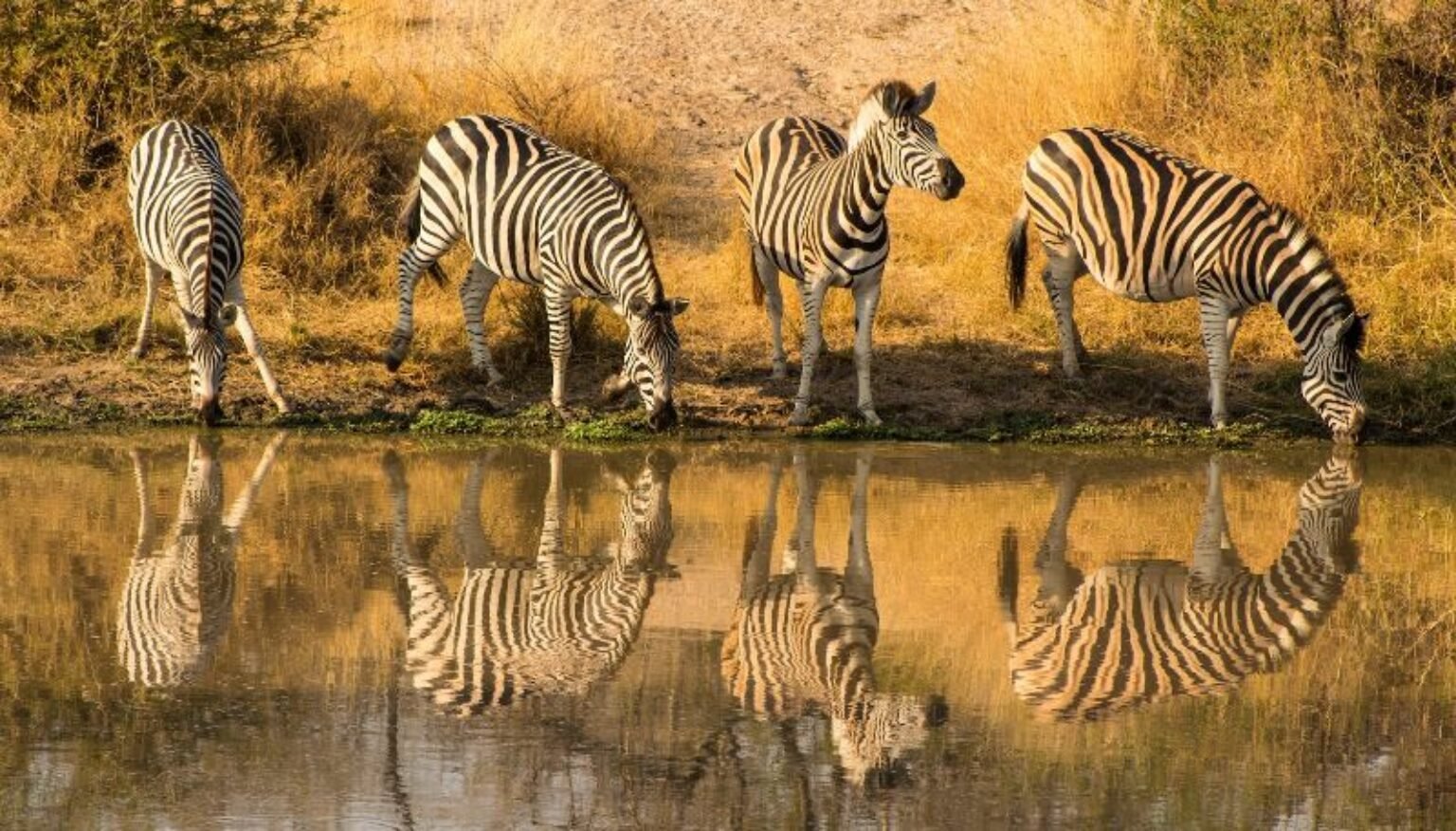 kruger national park tours from johannesburg