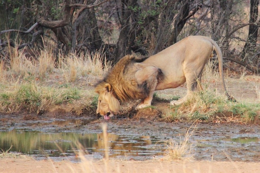 Kruger-Lion