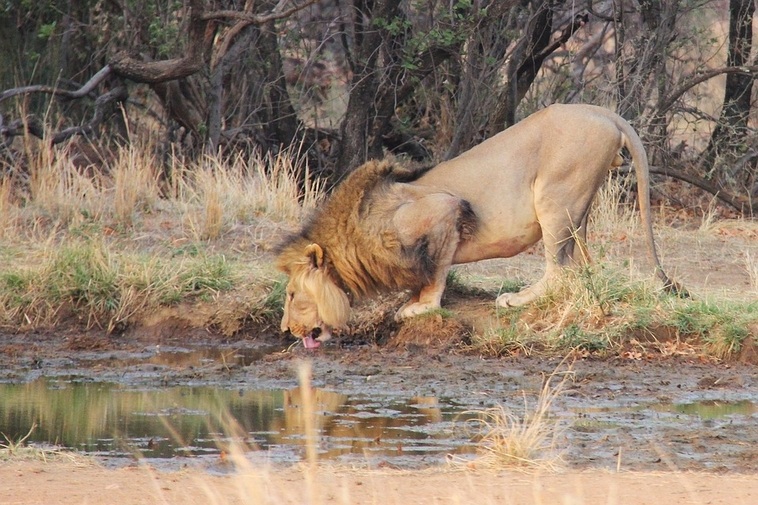 Lion-Krugerpark