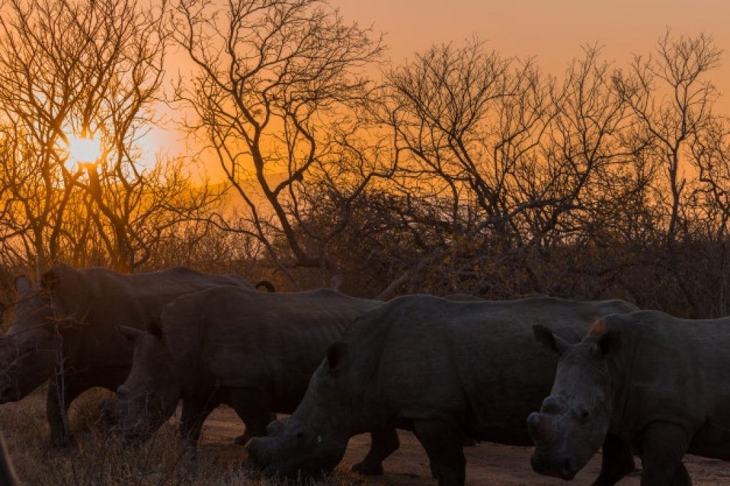 sun setting behind rhinos
