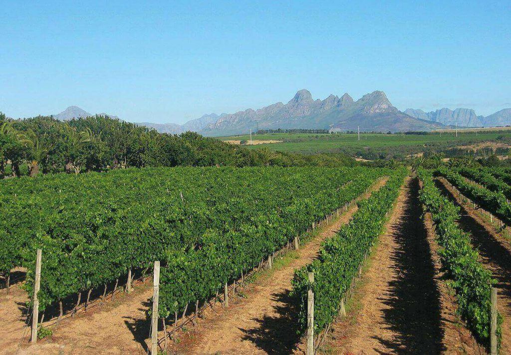 stellenbosch-vineyards