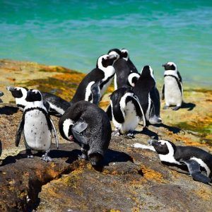 penguins-boulders-beach