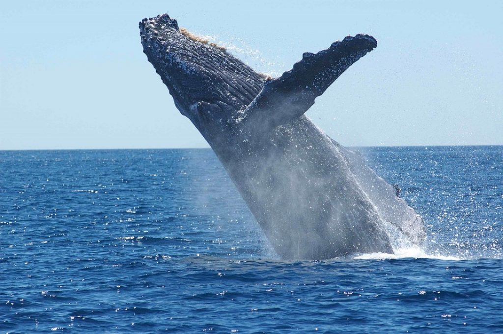 humpback-whale-breaching-above-water