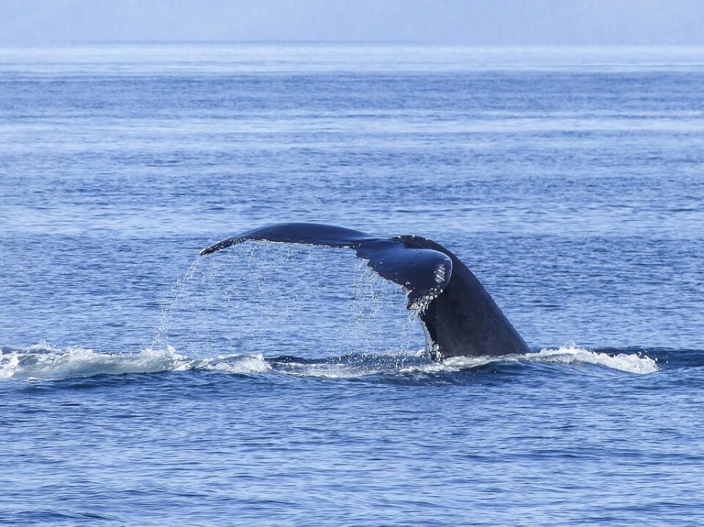 humpback-whale-tail