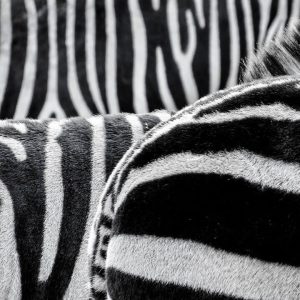 zebra-stripes
