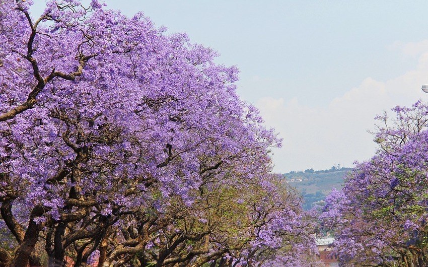 Jacarandas in Pretoria