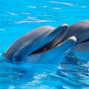 Pair of dolphns