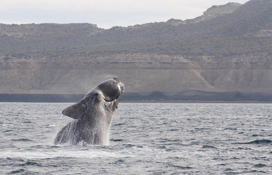 Southern Right Whale breaching