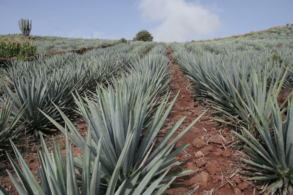 5 Top Tequila Jalisco (Tours Prices) | Guadalajara Day Trips