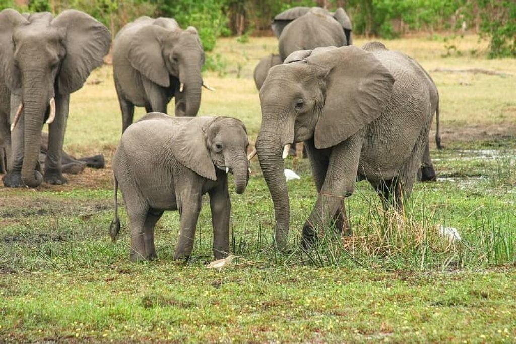elephants in field