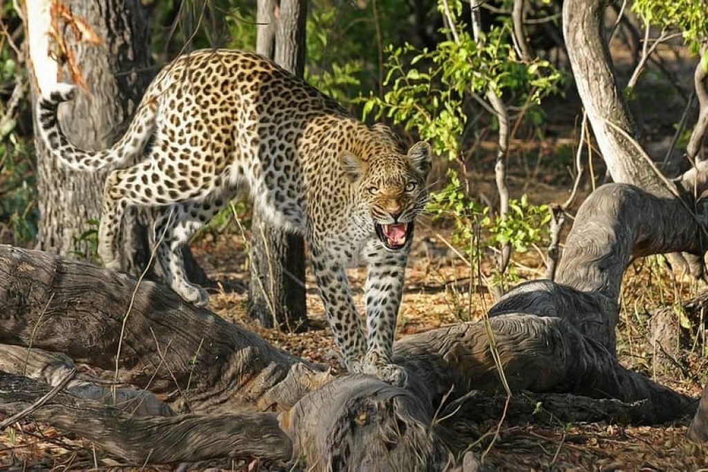 leopard walking over tree trunk