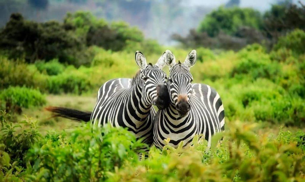 two zebras in the bush