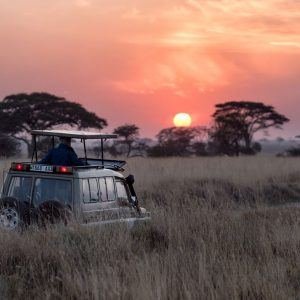 safari near Johannesburg