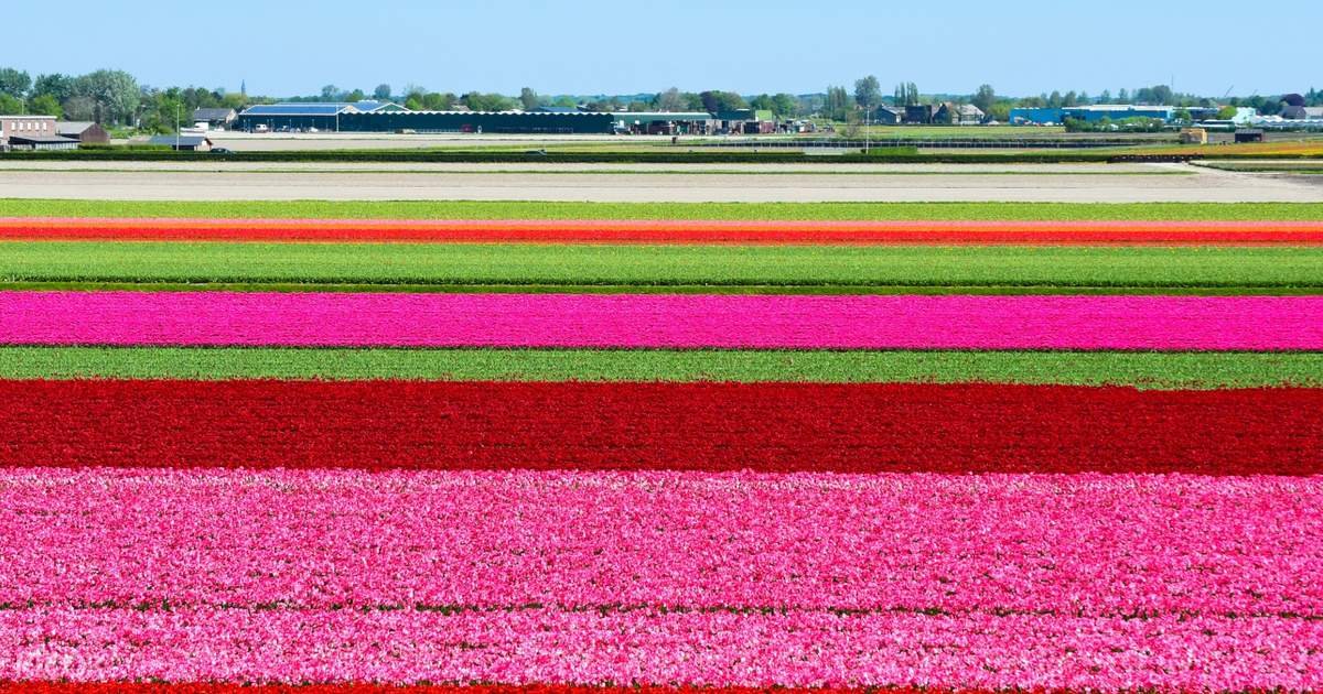 Half Day Tour to Keukenhof Flower Fields with Live Guide...