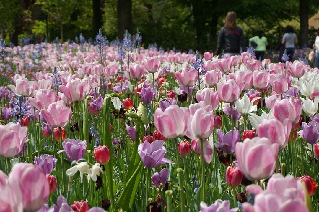 Keukenhof Tickets (fast-track entry and guided tours) 2024