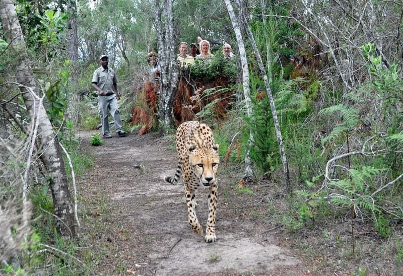 tourists watching cheetahs with guide