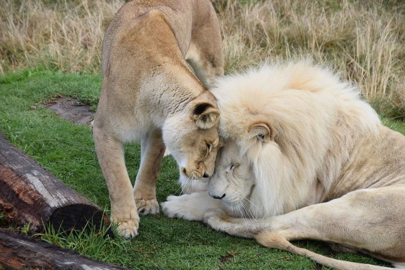 South African lions at Tenikwa Centre