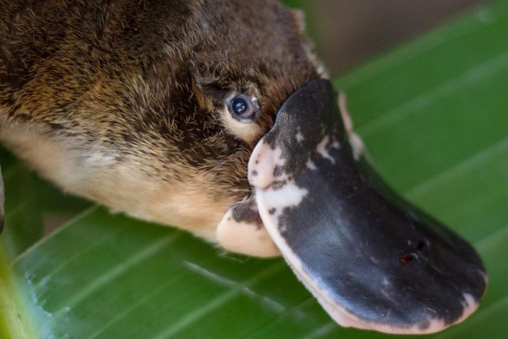 A duck-billed platypus with a leafy background