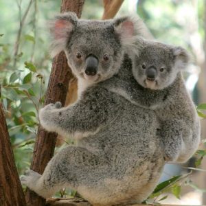 A mother koala and her child at Lone Pine Koala Sanctuary