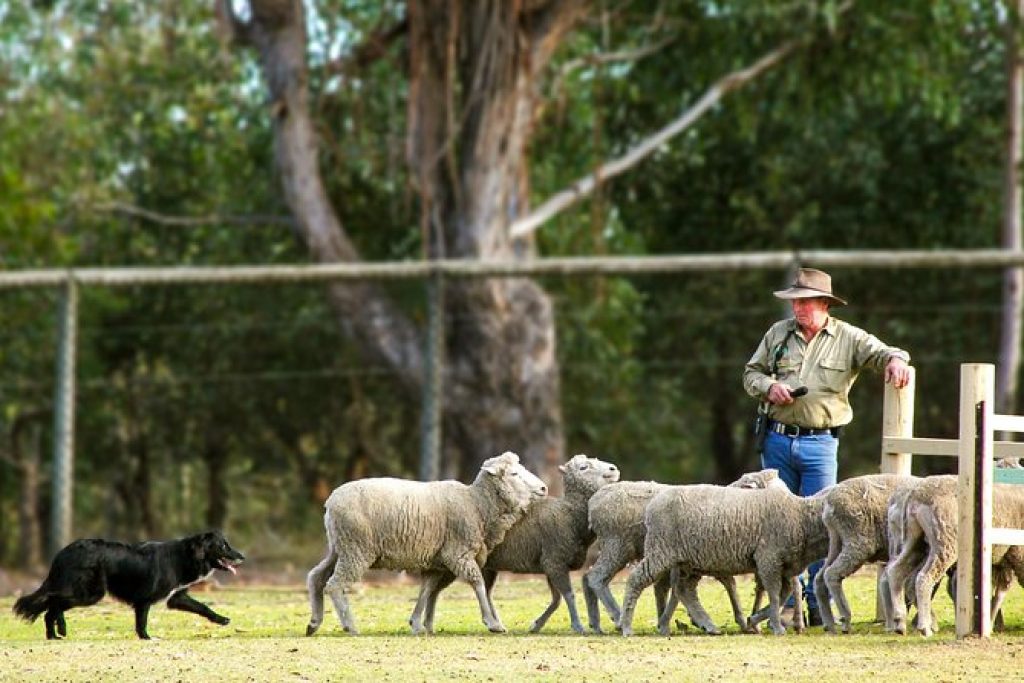 Shepherd and his sheep dog rounding up sheep