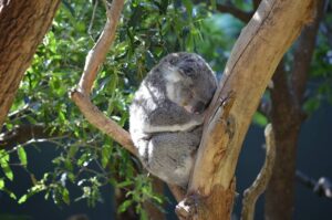 Sleeping Koala Bear