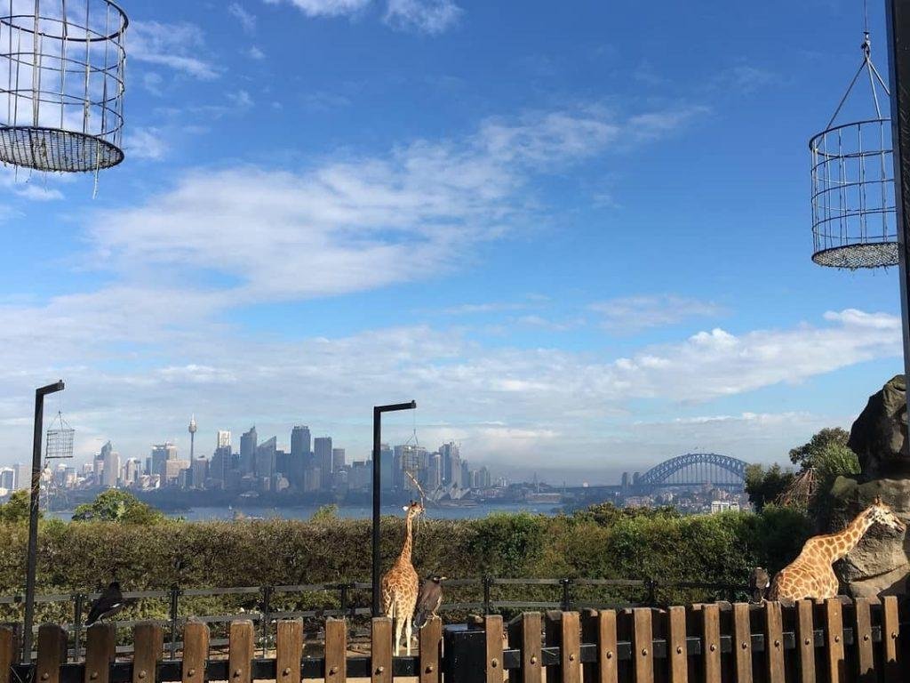 Giraffes look out over Sydney Harbor