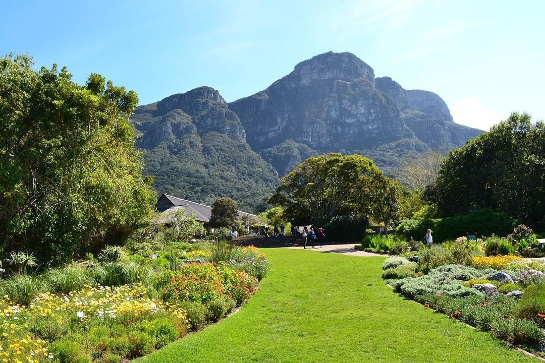 Bonsai Trees In Kirstenbosch Gardens At Betty Finkelstein Blog