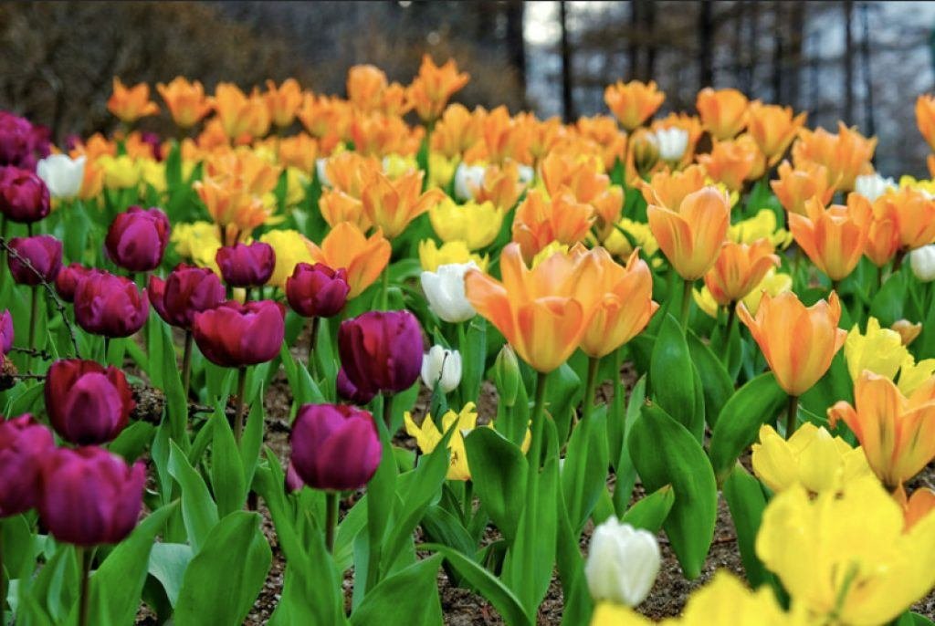 spring flowers on nami island