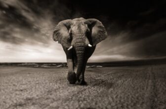 Elephant featured image