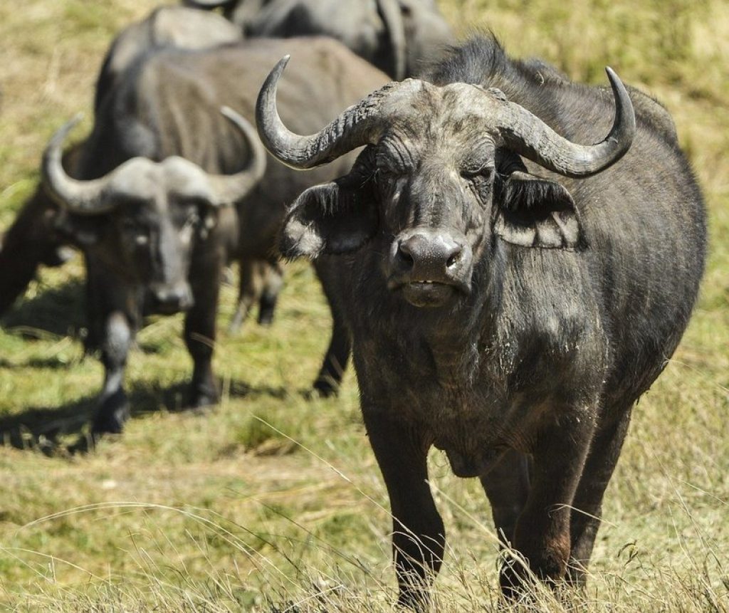 Cape buffalo Kruger Park