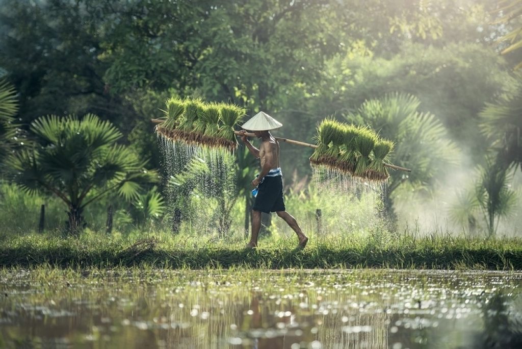 rice paddy in asia
