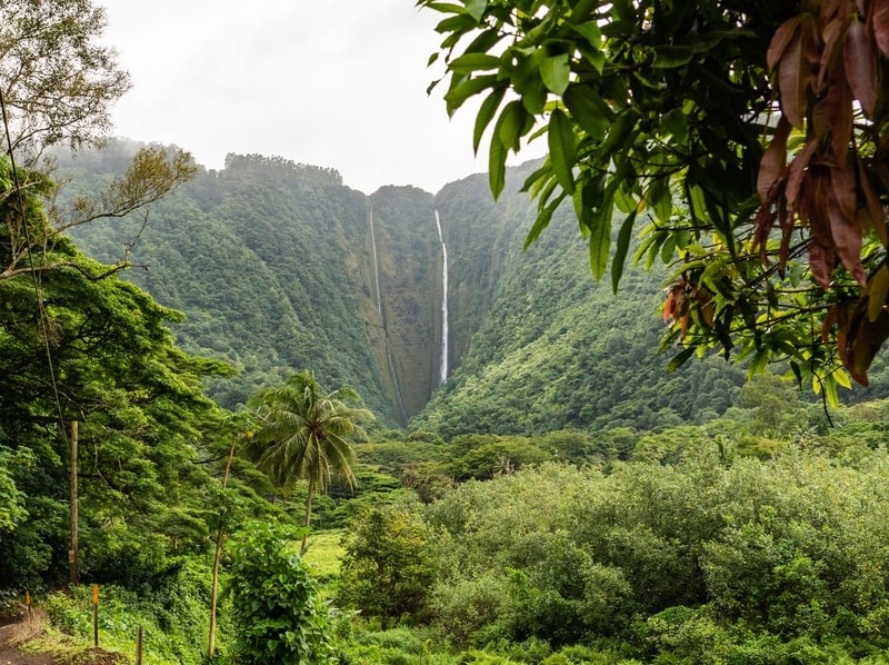 lush green hawaiian jungle with trees and waterfalls