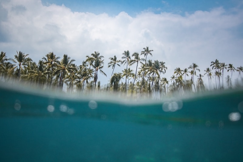 underwater shot of palm trees