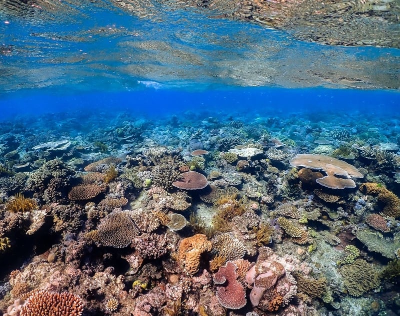 Coral in the Great Barrier Reef