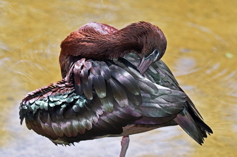 Bird in the Kuranda rainforest