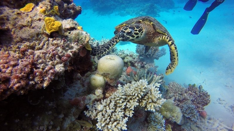 Turtle in the Great Barrier Reef