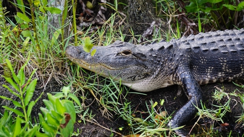 Alligator pictured in the Everglades National Park, Miami