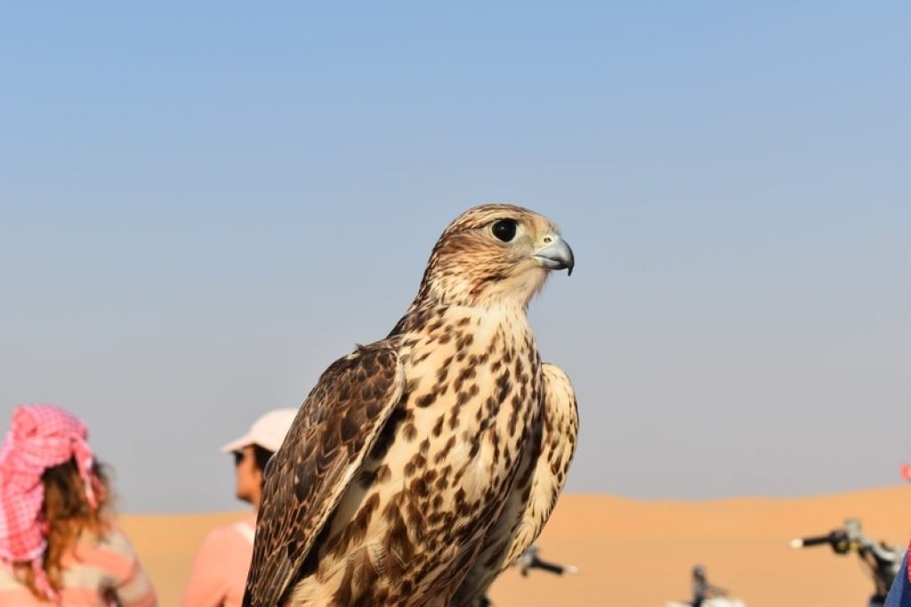 5 Interesting Dubai Facts That You Didn’t Know as a Traveler Tickets