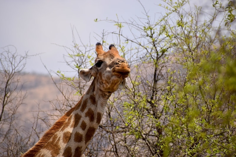 Giraffe in South Africa