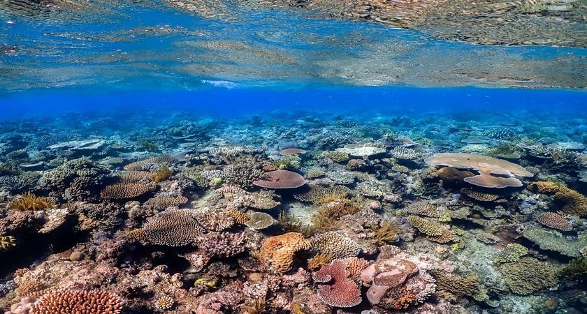 Great Barrier Reef coral