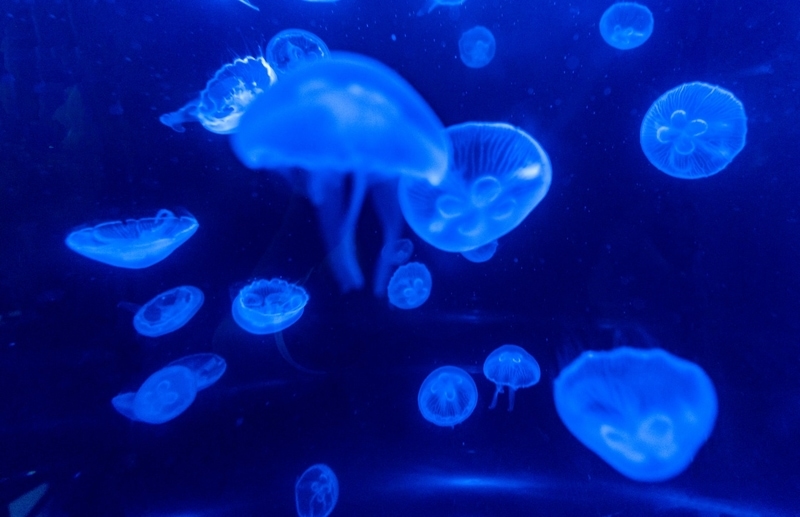 Jellyfish in a tank at the Frost Science Museum in Miami