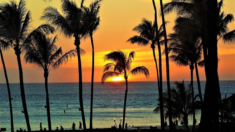 Sunset seen through palm trees on maui