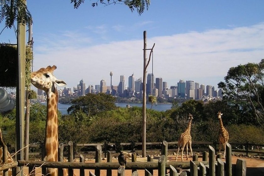 Giraffes in a zoo enclosure