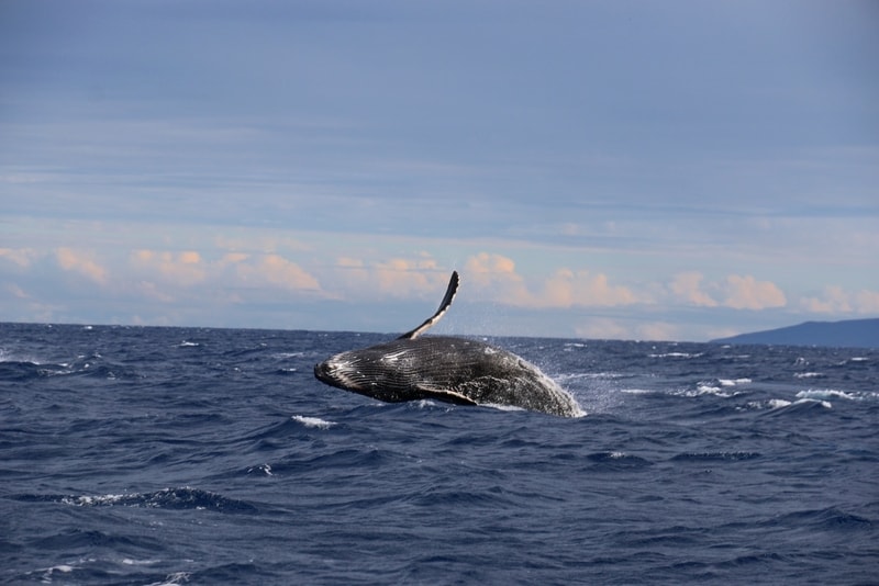 Humpback whale in Hawaii