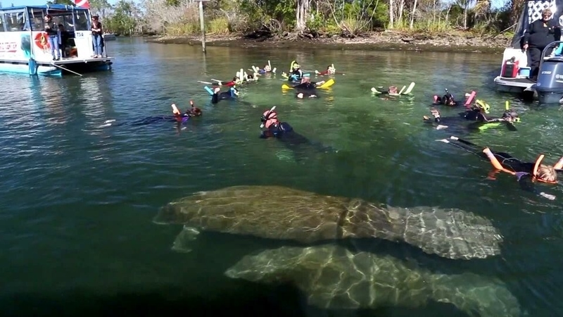 People swimming with manatees in Florida